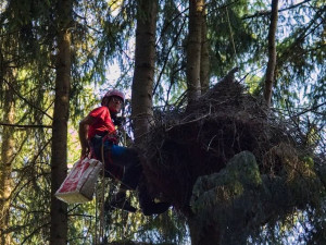 Přírodovědci kroužkují silně ohrožené čápy černé, hnízda staví v hluboko v lesích