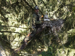 Přírodovědci kroužkují silně ohrožené čápy černé, hnízda staví v hluboko v lesích