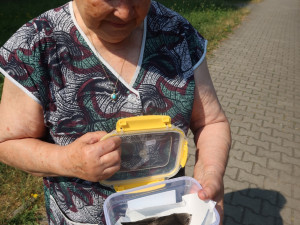 Záchranná stanice přijímala desítky zvířecích pacientů
