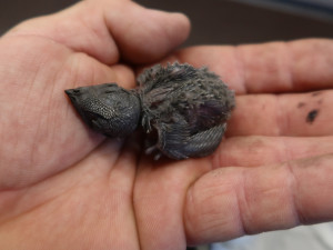 Záchranná stanice přijímala desítky zvířecích pacientů