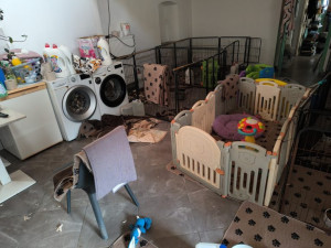 Tenké kosti a neznámé záchvaty. Toffie ani po záchraně z množírny nemá vyhráno