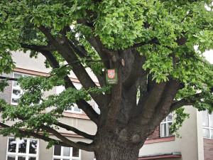Stoletý památný strom získal více prostoru, lépe se k němu dostane voda
