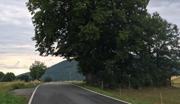 Nejen asfalt nebo mosty. Správa silnic v kraji pečuje i o čtyři památné stromy