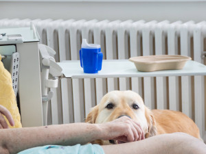 Léčba pejskem a kočičkou, huňaté terapeuty pacienti s nadšením vyhlížejí