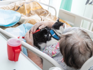 Léčba pejskem a kočičkou, huňaté terapeuty pacienti s nadšením vyhlížejí