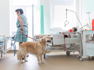 Léčba pejskem a kočičkou, huňaté terapeuty pacienti s nadšením vyhlížejí