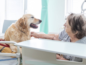 Léčba pejskem a kočičkou, huňaté terapeuty pacienti s nadšením vyhlížejí