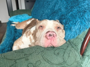 Daisy našla přes inzerát na internetu, teď u ní řeší vážné zdravotní problémy