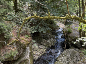 Jen pár kilometrů za hranicemi najdete divokou a romantickou šumavskou soutěsku