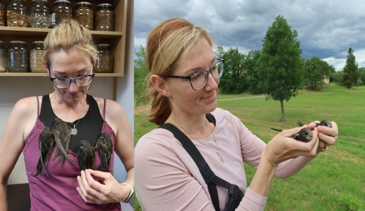 Ptačí babyboom zaměstnává záchrannou stanici. O desítky mláďat pečují ve dne v noci