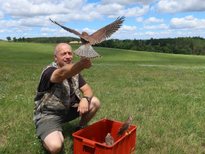 Karel Rada při vypouštění poštolčích mláďat