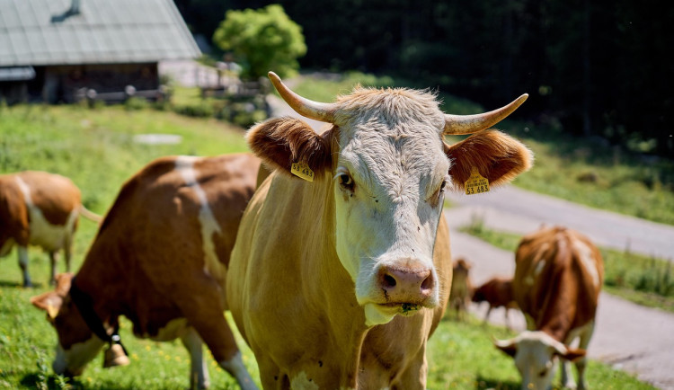 Ceny zemědělských výrobců dál klesají, průmyslové meziročně rostou