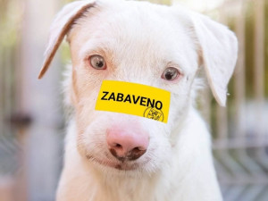 V tachovském útulku zůstává i Beefeater, foto:Gabriela Jägerová