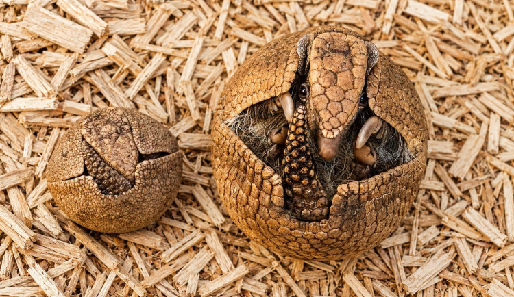 V zoo přišlo na svět mládě pásovce, dokáže se stočit do obrněné koule jako rodiče