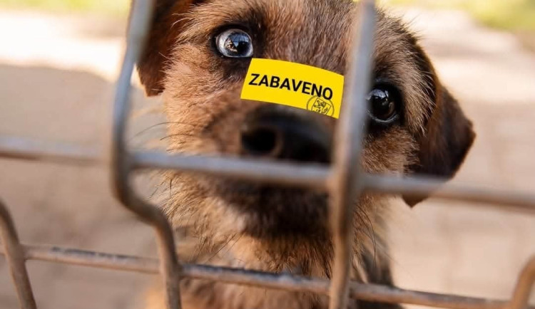 Frisco je jedním ze psů, kteří zatím nemohou do adopce.