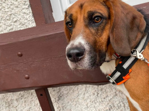 V adopci byl laboratorní bígl pár dní, pak se ztratil. Rozjela se velká pátrací akce