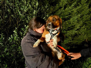 V adopci byl laboratorní bígl pár dní, pak se ztratil. Rozjela se velká pátrací akce