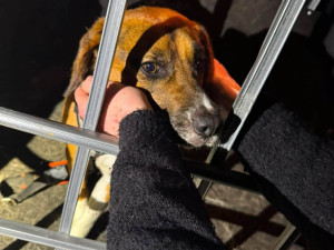 V adopci byl laboratorní bígl pár dní, pak se ztratil. Rozjela se velká pátrací akce