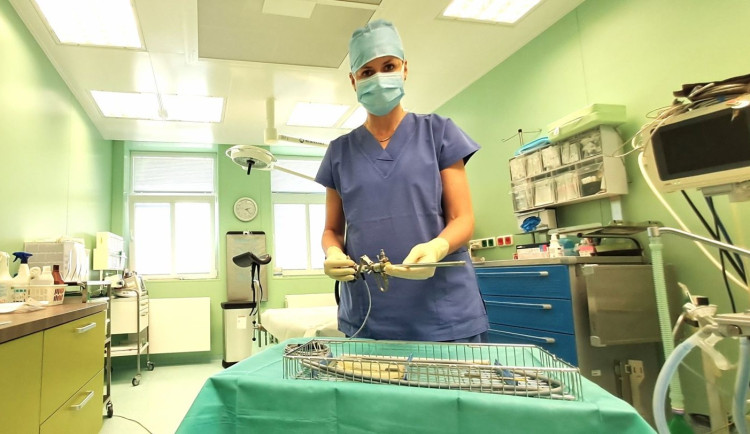 Na oddělení gynekologie a jednodenní péče Stodské nemocnice každým rokem přibývá mezi ženami zájem o hysteroskopii