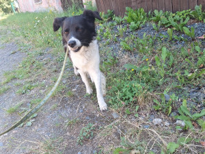 Míša si s páníčkem prožil peklo, veterinární prohlídka odhalila kruté týrání