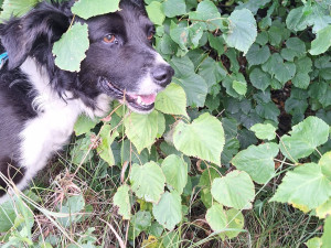 Míša si s páníčkem prožil peklo, veterinární prohlídka odhalila kruté týrání