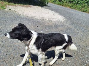 Míša si s páníčkem prožil peklo, veterinární prohlídka odhalila kruté týrání