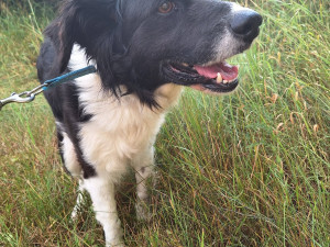 Míša si s páníčkem prožil peklo, veterinární prohlídka odhalila kruté týrání