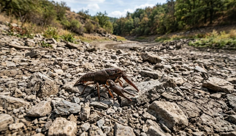 Nepřenášejte raky z vyschlých potoků, varují odborníci. Je to extrémní riziko