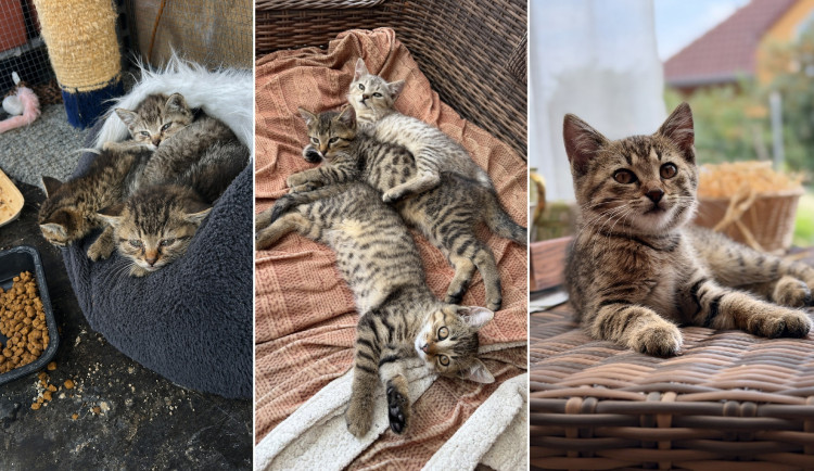 Na první fotografii jsou ještě zubožená koťata krátce po příjezdu k nám domů. Na dalších fotkách už jsou po úspěšné léčbě