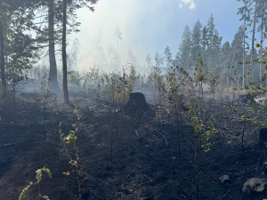 Hasiči v úmorném vedru bojují s požárem lesa na Šumavě, oheň odřízl část hasičů