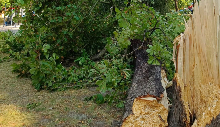 Velký strom se zřítil těsně u dětského hřiště, nedávná kontrola problém neodhalila