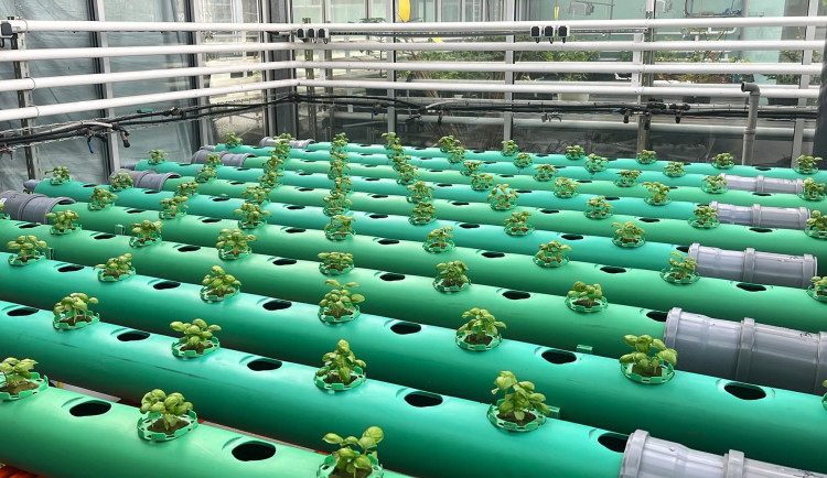 Větší bazalka i cibule. Brněnští doktorandi vyvíjejí biostimulant z rybího odpadu