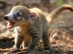 Nosáli bělohubí se poprvé narodili v plzeňské zoo. Matka své potomky přísně střeží