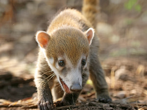 Nosáli bělohubí se poprvé narodili v plzeňské zoo. Matka své potomky přísně střeží