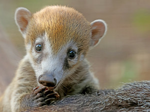 Nosáli bělohubí se poprvé narodili v plzeňské zoo. Matka své potomky přísně střeží