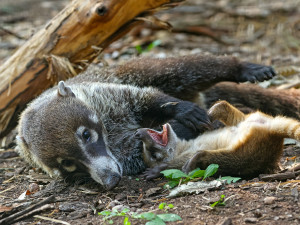 Nosáli bělohubí se poprvé narodili v plzeňské zoo. Matka své potomky přísně střeží