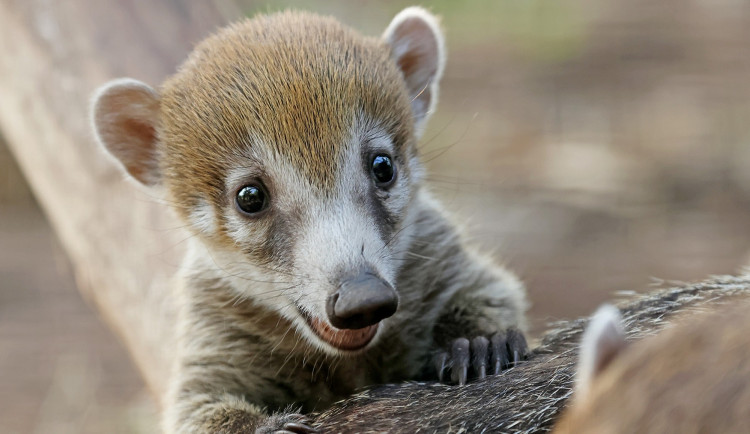 Poprvé v novodobé historii plzeňské zoo se narodila mláďata nosálů bělohubých
