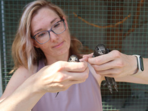 Mirka Sokolová se specializuje na odchov ptáčat
