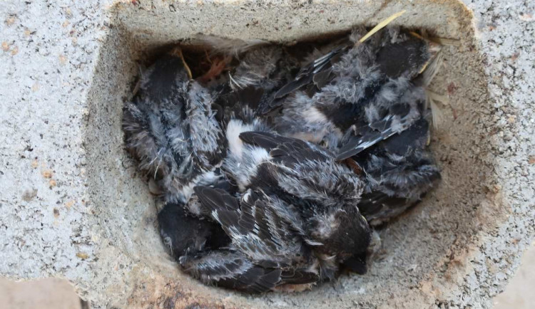 FOTOGALERIE: Instalace hnízd a hnízdních budek pro rorýse a jiřičky ve Štenovicích
