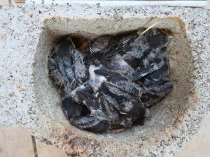 FOTOGALERIE: Instalace hnízd a hnízdních budek pro rorýse a jiřičky ve Štenovicích