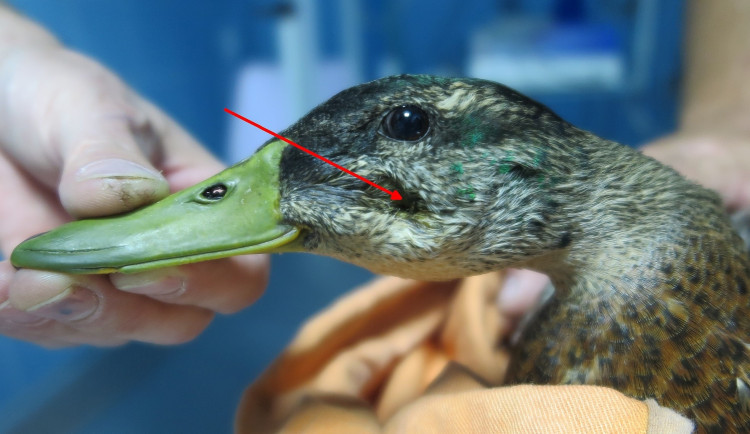 FOTOGALERIE: Odchyt kačera s hlavou prostřelenou šípem z kuše