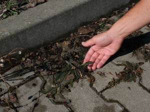 FOTOGALERIE: Ekologická likvidace plevele