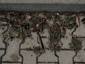 FOTOGALERIE: Ekologická likvidace plevele