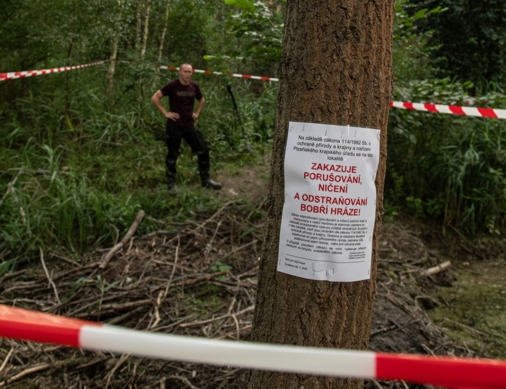 FOTOGALERIE: Zničené bobří hráze u Nýřan a jejich následná oprava