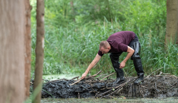 FOTOGALERIE: Zničené bobří hráze u Nýřan a jejich následná oprava