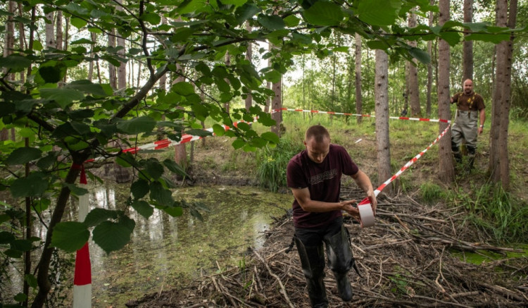 FOTOGALERIE: Zničené bobří hráze u Nýřan a jejich následná oprava