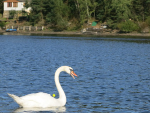 FOTOGALERIE: Labutě zraňují rybářské háčky a vlasce