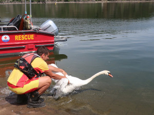 FOTOGALERIE: Labutě zraňují rybářské háčky a vlasce
