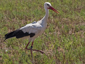 FOTOGALERIE: Čáp Kryštof cestuje do Afriky
