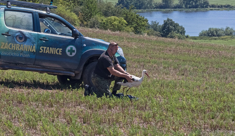 FOTOGALERIE: Čáp Kryštof cestuje do Afriky